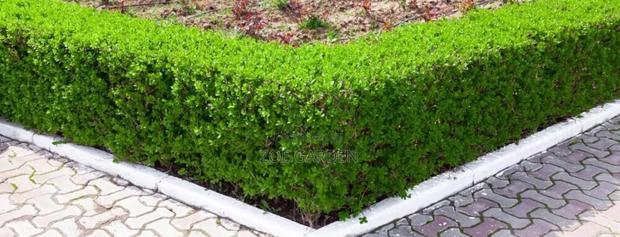 Green Hedge photo 2