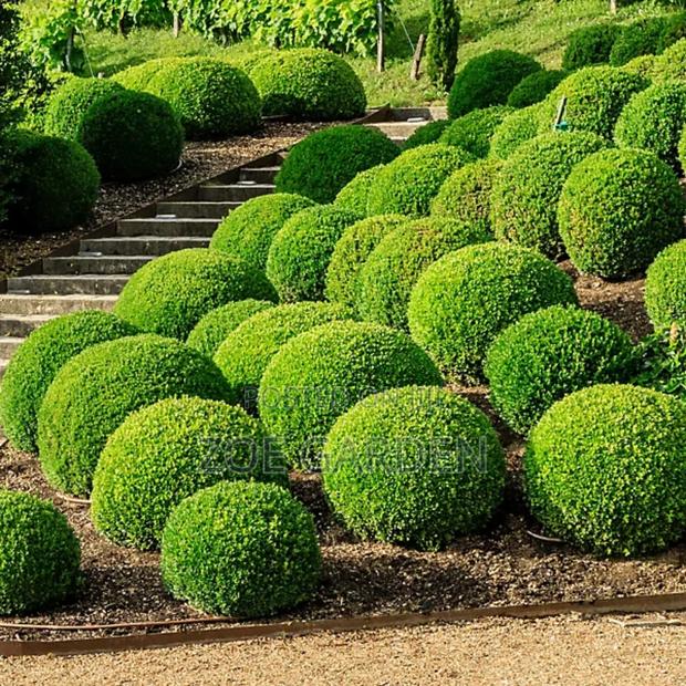 Green Hedge