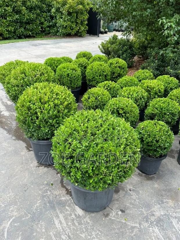 Green Hedge photo 3