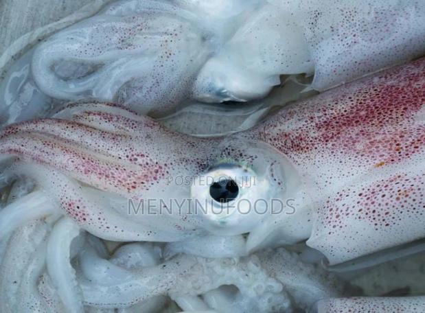 Fresh Squid Octopus for Sale – Wholesale Retail | Ghana · Photo 1