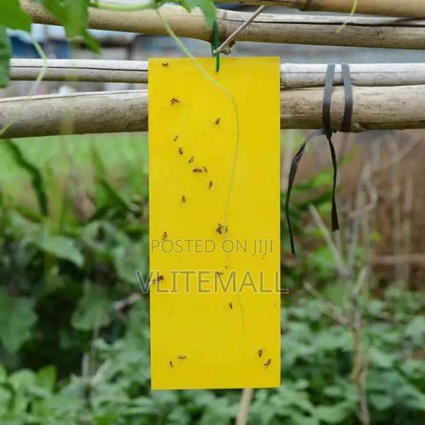 Flies Bait · Photo 2