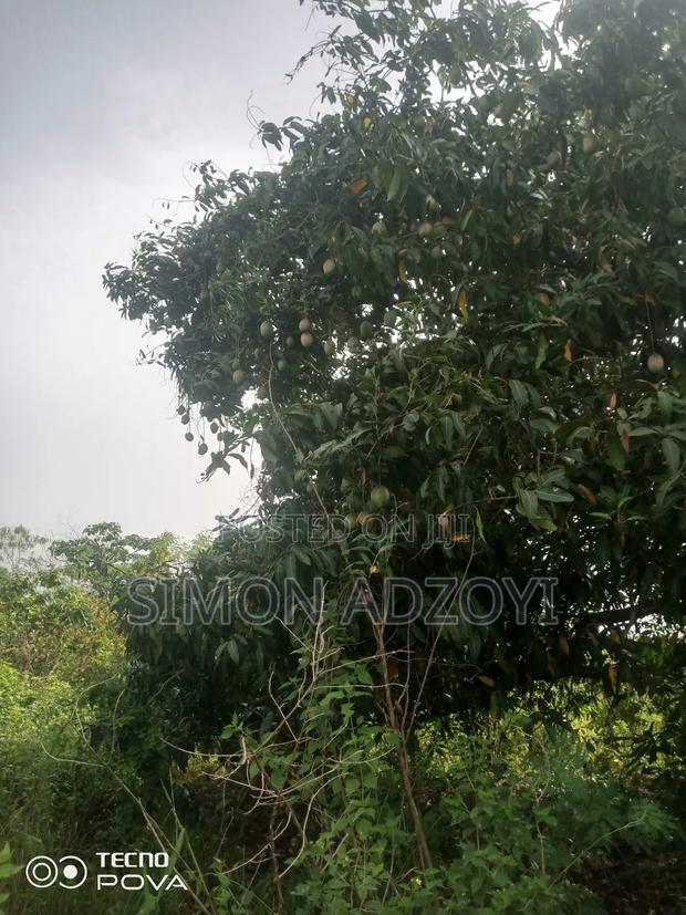 Cocoa and Coffee Land for Rent