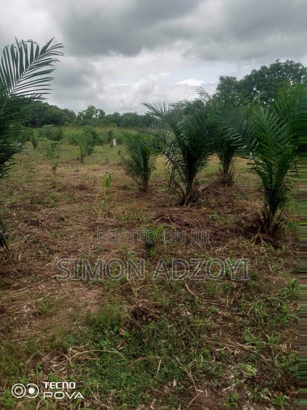 Cocoa and Coffee Land for Rent