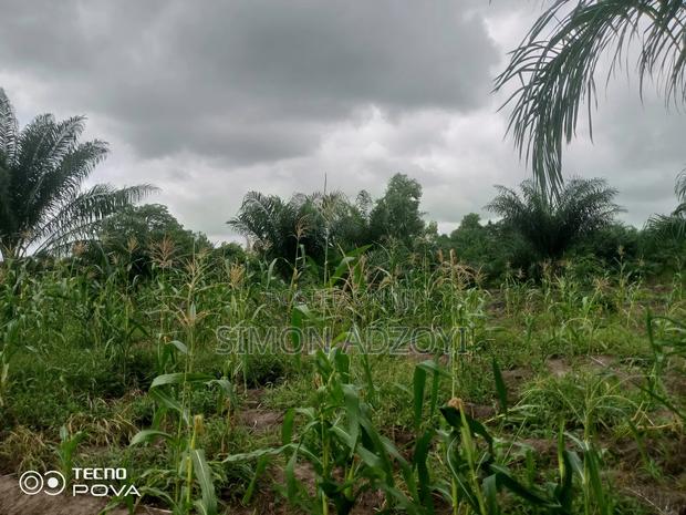 Cocoa and Coffee Land for Rent