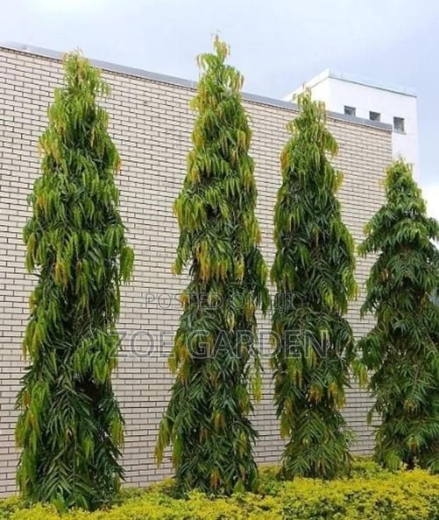 Indian Tree