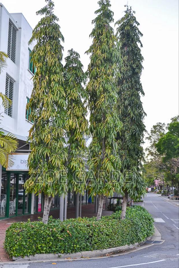 Indian Tree photo 3
