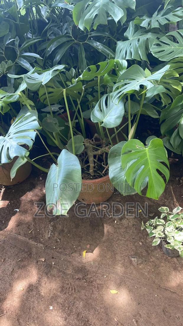 Monstera Plants photo 2
