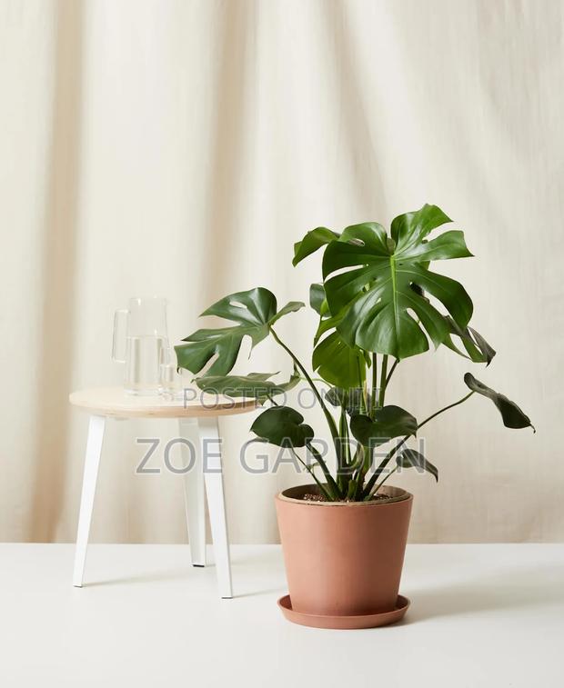 Monstera Plants photo 3