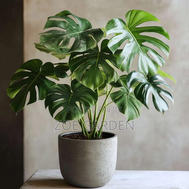 Monstera Plants photo 4