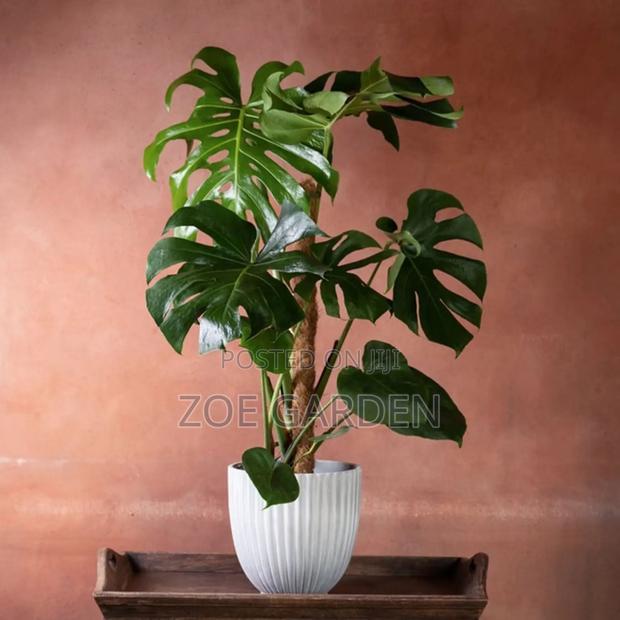 Monstera Plants photo 5