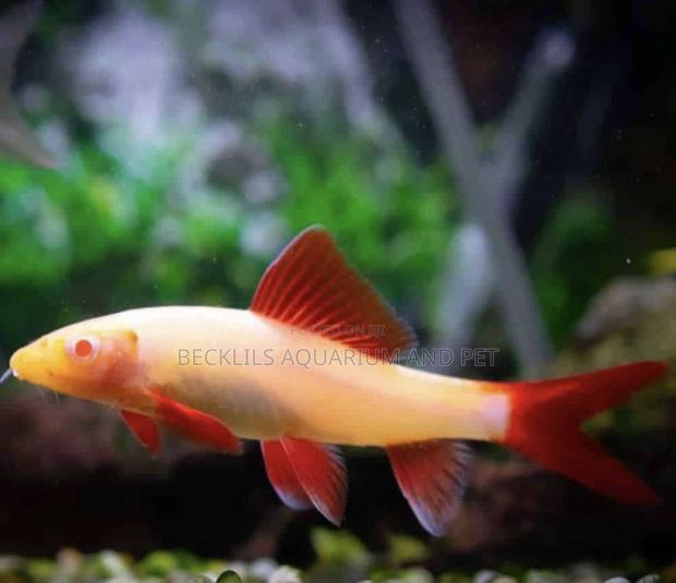 Grade a Colorful Rainbow Shark · Photo 4