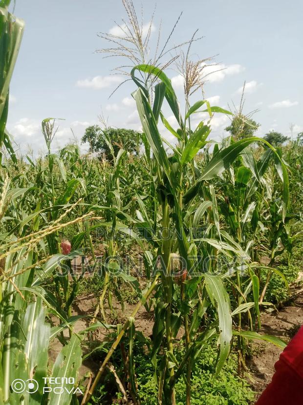 3000 Acres of Farm Land for Sale