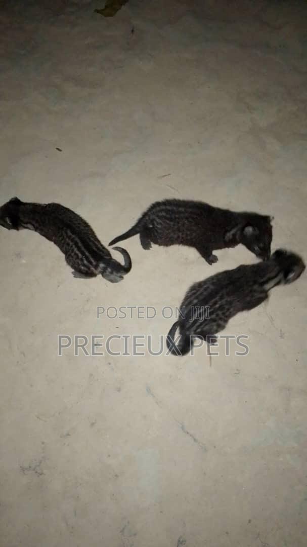 0-1 month Male Purebred cevit cat · Photo 4