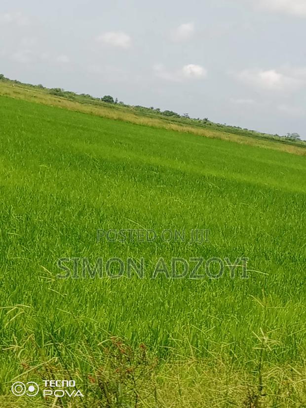 Rice Land for Rent Close to Volta Lake