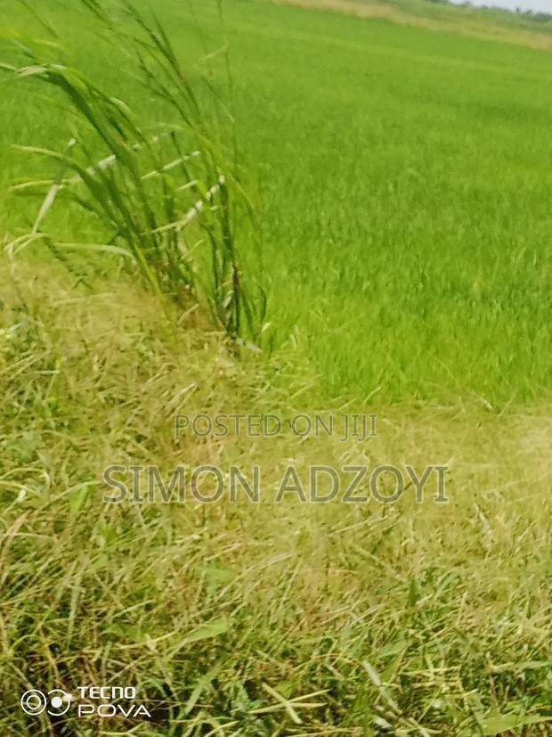 Rice Land for Rent Close to Volta Lake