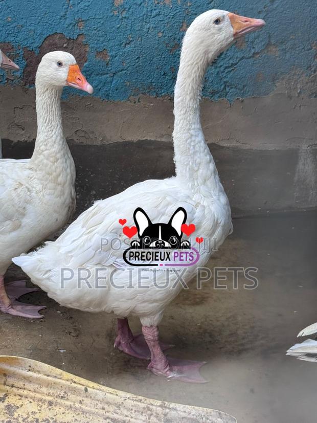 Domesticated Geese / Goose (Males) · Photo 4
