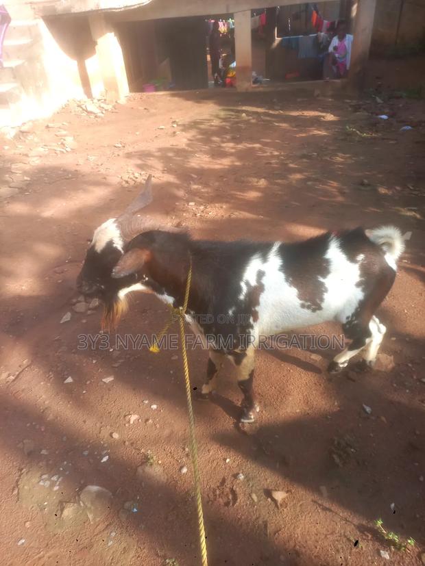 Big Strong Goat photo 2
