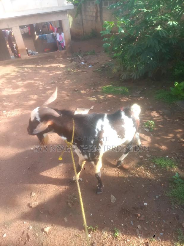 Big Strong Goat photo 3