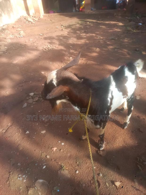 Big Strong Goat photo 4