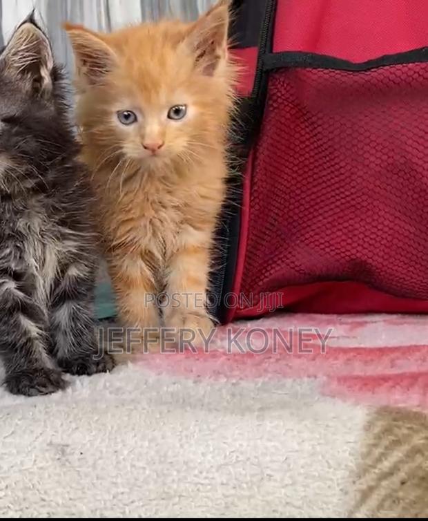1-3 months Male Purebred Maine Coon · Photo 4