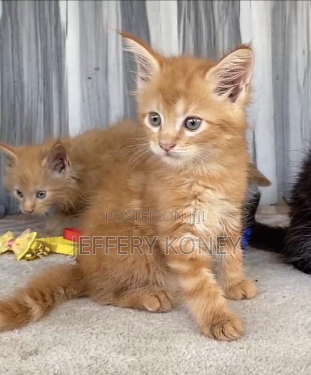 1-3 months Male Purebred Maine Coon · Photo 3