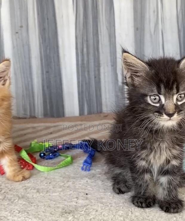 1-3 months Male Purebred Maine Coon · Photo 4