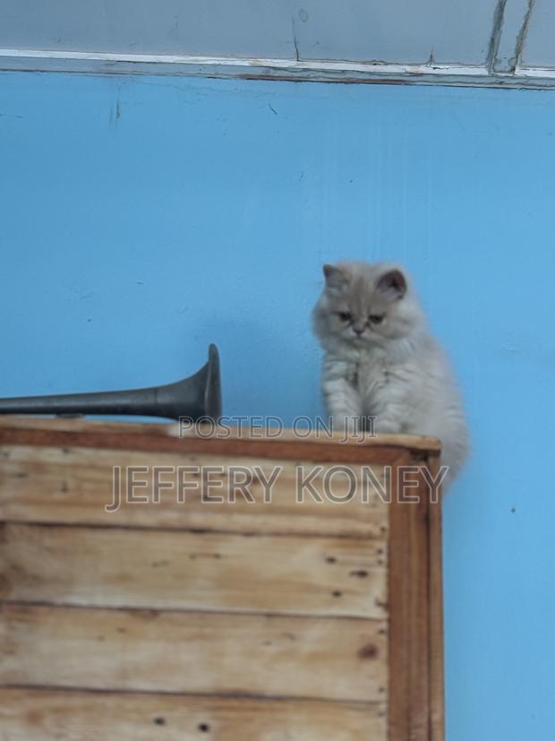 1-3 months Female Purebred Persian · Photo 3