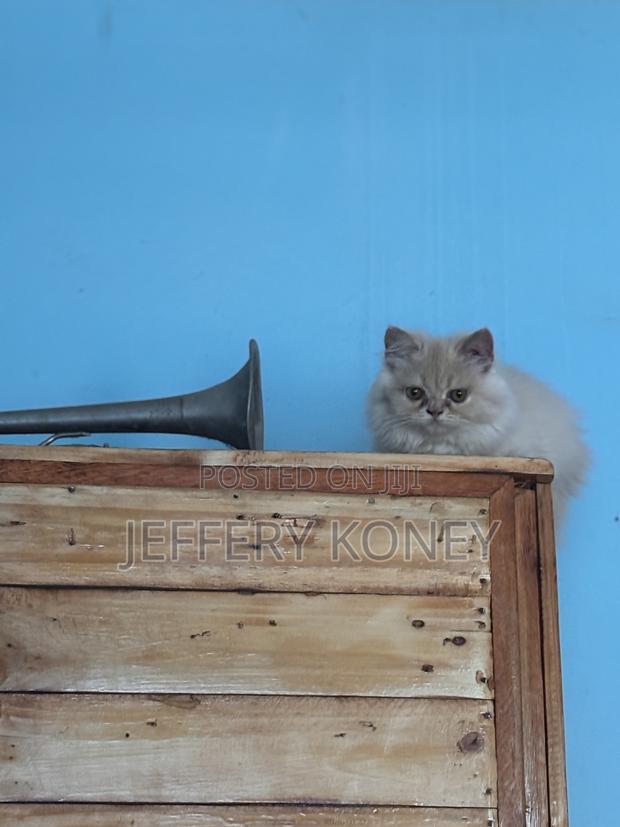 1-3 months Female Purebred Persian · Photo 4