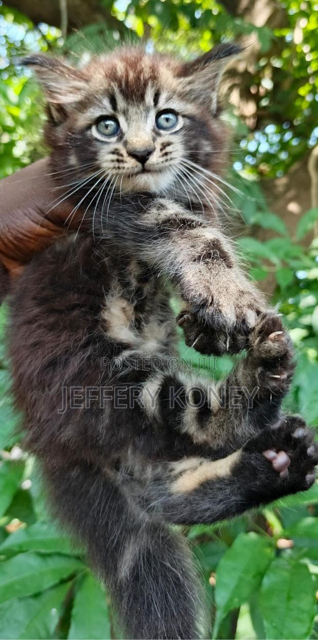 1-3 months Male Purebred Maine Coon · Photo 3