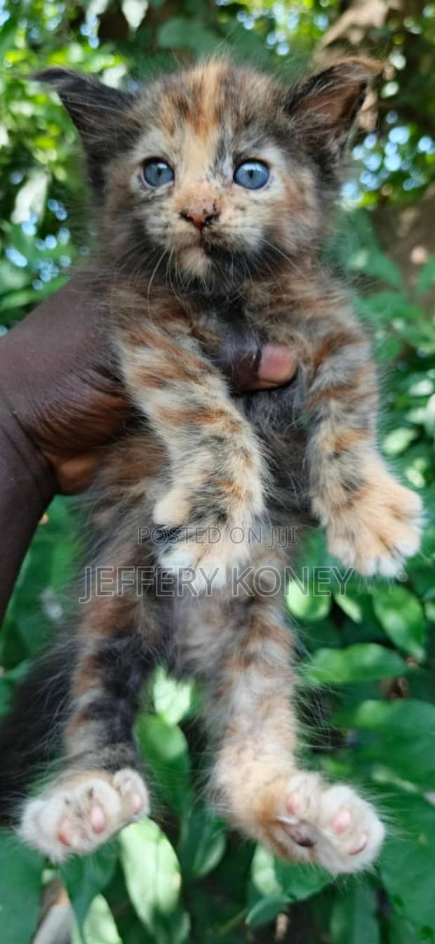 1-3 months Male Purebred Maine Coon · Photo 4