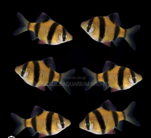 Tiger Barbs Trip · Photo 4
