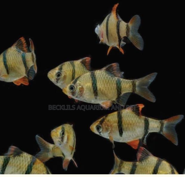 Tiger Barbs Trip · Photo 3