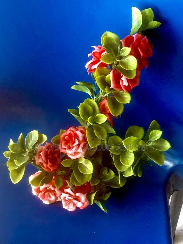 Aquarium Rose Plant · Photo 4