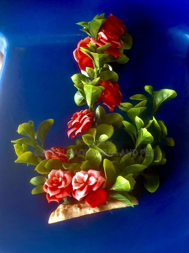 Aquarium Rose Plant · Photo 3