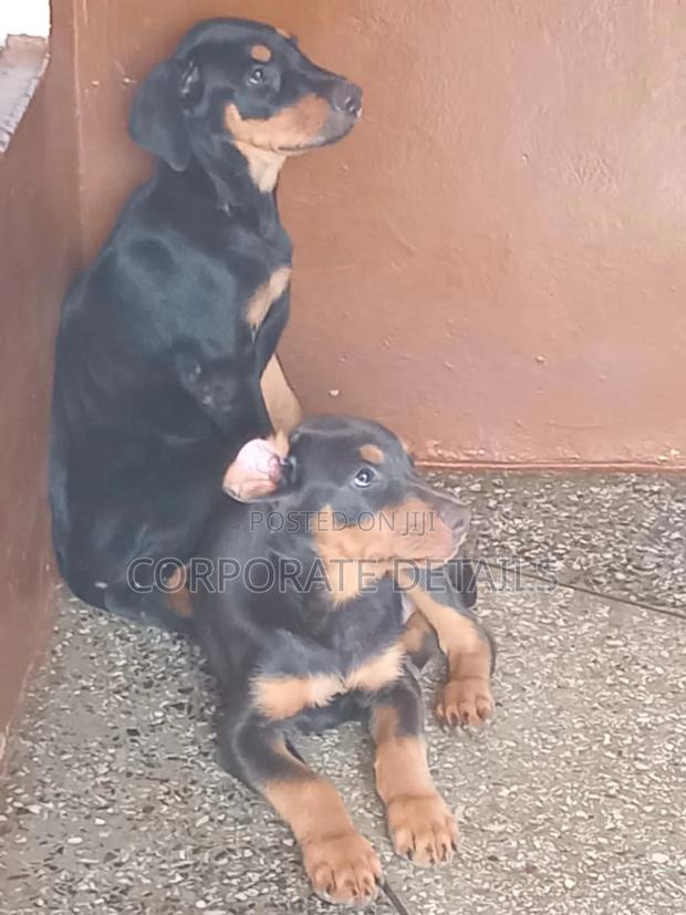 1-3 months Male Purebred Doberman Pinscher · Photo 1