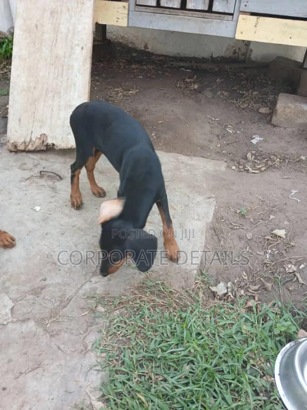 1-3 months Female Purebred Doberman Pinscher · Photo 1