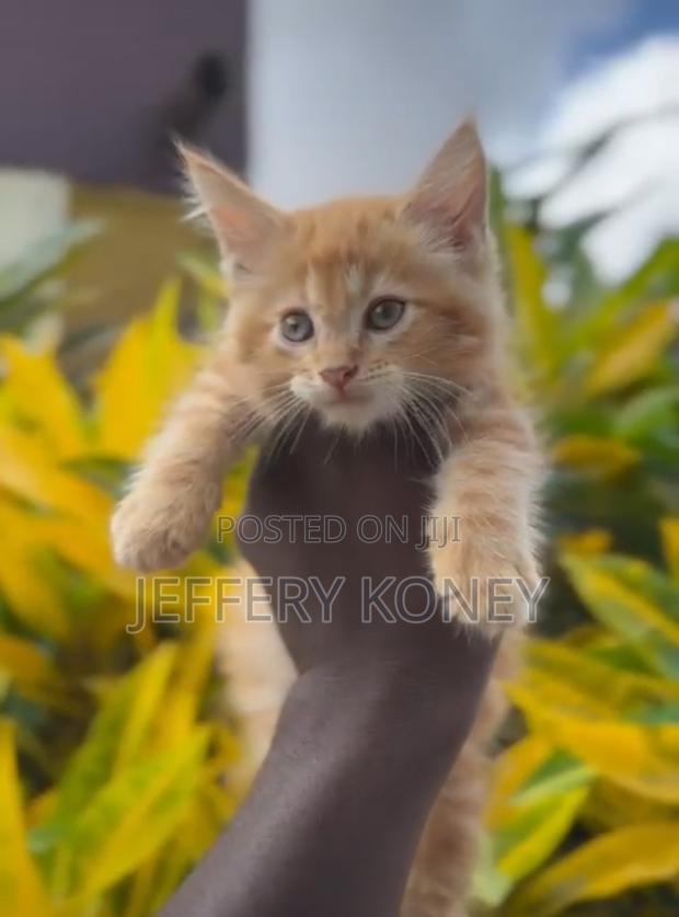 1-3 months Male Purebred Maine Coon · Photo 3