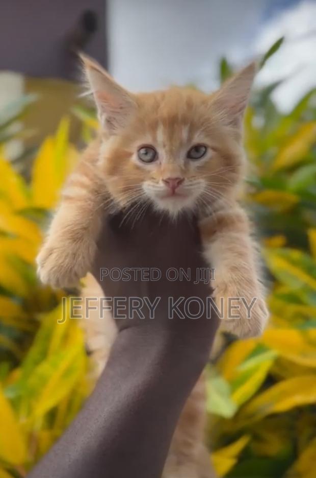 1-3 months Male Purebred Maine Coon · Photo 4