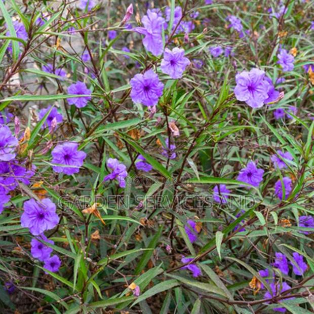 Mexican Petunias photo 2