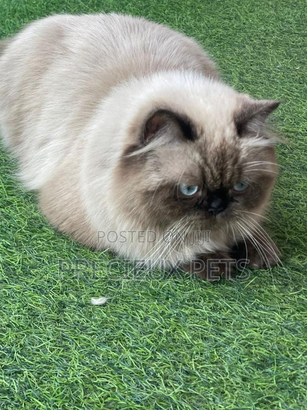 6-12 months Male Purebred Persian · Photo 2