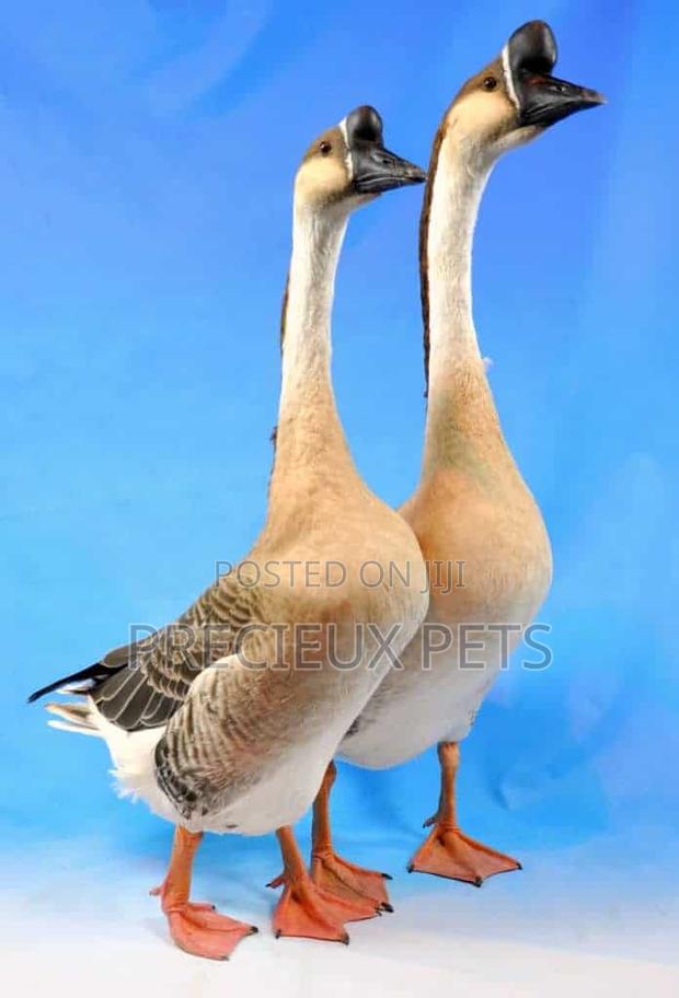 Purebred Chinese Geese (Paired) · Photo 2