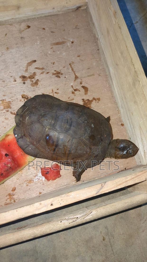 Baby Turtle · Photo 2