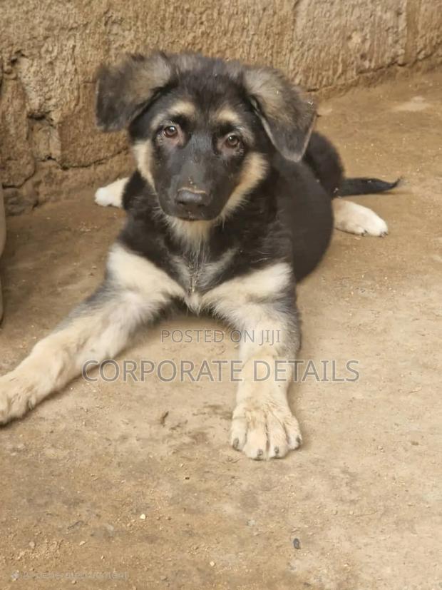 1-3 months Male Purebred German Shepherd · Photo 1