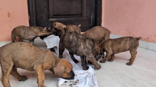 1-3 months Male Purebred Boerboel · Photo 1