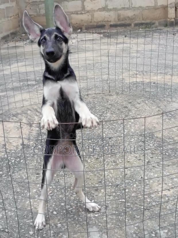 1-3 months Male Purebred German Shepherd · Photo 1