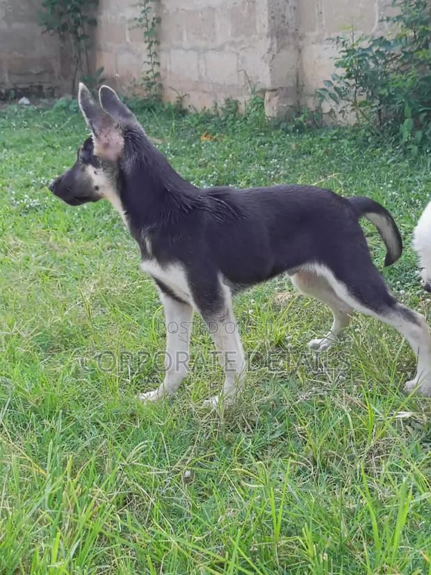 1-3 months Male Purebred German Shepherd · Photo 1