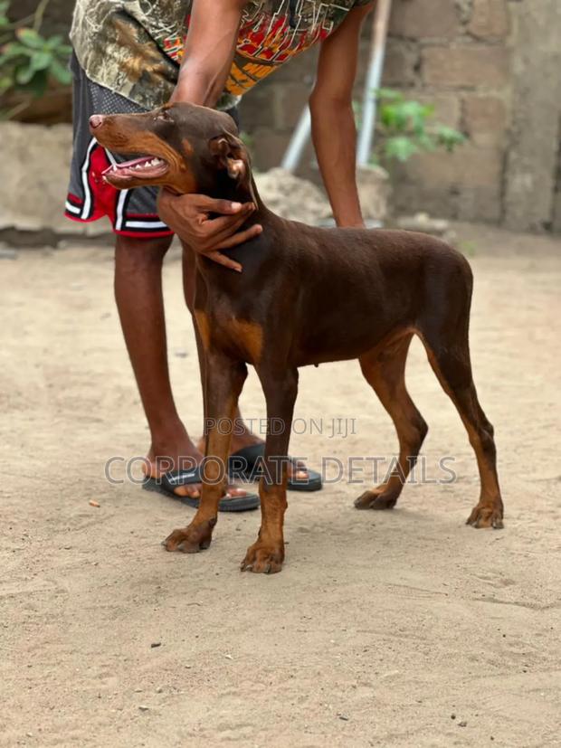 3-6 months Male Purebred Doberman Pinscher · Photo 1