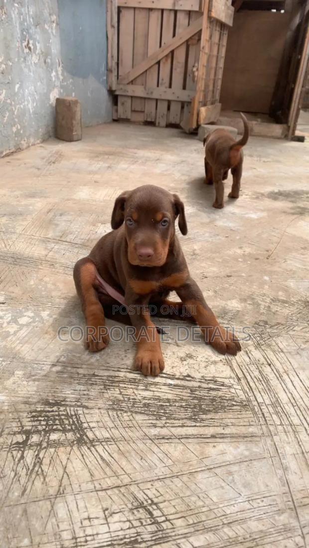 1-3 months Male Purebred Doberman Pinscher · Photo 1