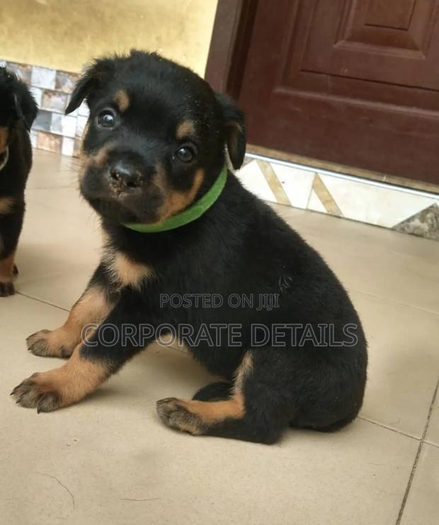 1-3 months Male Purebred Rottweiler · Photo 1