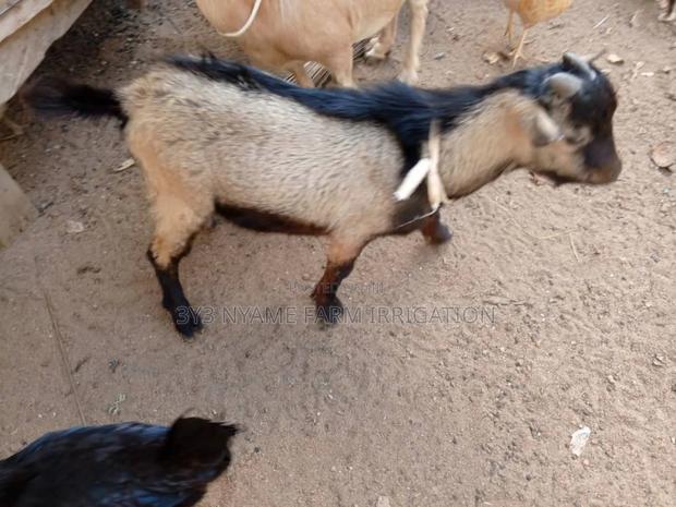 Healthy Goat